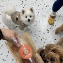 미미까까 이미지