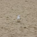 하나개해수욕장 -해변 앞 이미지