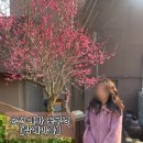 행전교회 앞 ~ 회천3동행정복지센터 앞 도로 | 순천 홍매화 꽃구경 탐매마을 개화상황, 주차 + 사운즈옥천 웨이팅
