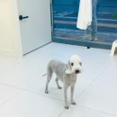 베리애견미용 | [수원 강쥐생각] 베드링턴테리어 '베리공주'의 깔끔한 변신! (알러지 관리 팁)