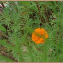 여주-0808 이미지