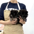 강아지분양 마이댕냥 일산점 | 일산 건강한 강아지분양 마이댕냥 일산점