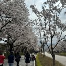 꽃이 피고 비가 내리면 | 과천 서울대공원 주말 방문 후기(26년 4월)