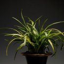 디에이팜 이미지