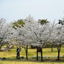 복사꽃향기 이미지