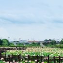 번암리 조천연꽃공원1 이미지