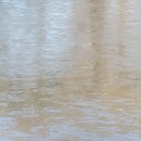 호도귤정원 이미지