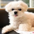 동물병원 유피 이미지