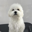 솔말티즈 이미지