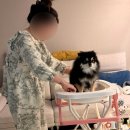 오늘도, 그루밍 | ✨허리지켜! 무릎지켜! 헤디스그루밍 스탠드 욕조/미용 테이블 사용후기✨