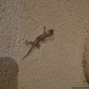 BB(비비) 노래연습장 | [신혼여행] 발리 15박 16일(길리T 4박5일, 4일차-WR BB Kontemporer)