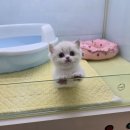 샵펫 강아지분양 울산점 | 광주상무지구강아지분양 고양이분양 펫왕국 애견샵