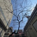 스테이보나 | 스테이110, 대추나무 가지치기 올해도 잘 열려라..