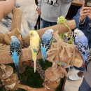 앵무새카페 이미지