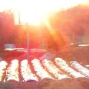 아내의 텃밭 이미지