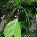 HAPPY TREE(해피트리) 이미지