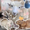 품속어린이집 | [청주 여행] 필수코스! 청주이색데이트 _ 청주놀거리 체험형 실내동물원 < 쥬니멀 동물원 >