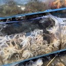 율포승강장 이미지