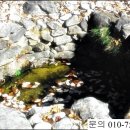 단종 어수정 이미지