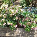 로즈카페 이미지