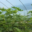 호미농장 이미지