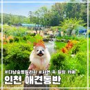 계양경기장 운동장 | 인천 애견카페 강아지 운동장 다남숲멍빌리지