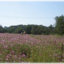 코스모스공원 이미지