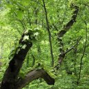 남태령옛길 이미지