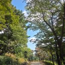 (마감)🍂10,11(일) 14:00 🍂~~솔솔부는 가을바람~~ **남한산성**핑크몰리와 코스모스** 이미지