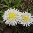 하얀민들레 이미지