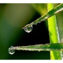 새벽이슬 이미지