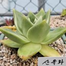 산유화농장 이미지