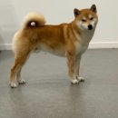 시바스럽 이미지