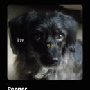 Pepper🐶🤎 sooo cute🤭💕 이미지