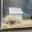 로던트클럽 강서마곡점 | 서울 강서구 햄스터 분양받는 곳