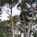 사계정사 이미지