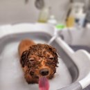 반짝반짝내작은개 이미지