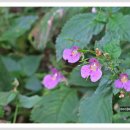 산자락에 이미지