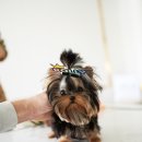 브라운퍼피 이미지