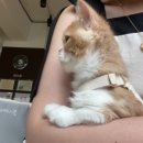 청담고양이 이미지