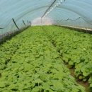 양촌농원 이미지