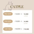 캣플헤븐 이미지