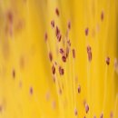 Yellow 이미지