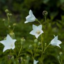 대구 약령시장 이미지