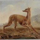 도그캐슬 이미지