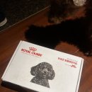 로얄케어클럽 | 반려견 로얄캐닌클럽 무료 사료 키트 체험 후기 및 방법