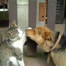 도도한고양이 이미지