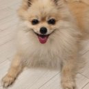 도그어스 플래닛 이미지