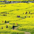 낙동강관리본부 대저생태공원 3 이미지