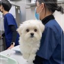 24시 블루밍 동물병원 이미지